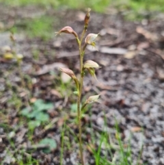 Acianthus fornicatus at Callala Beach, NSW - suppressed