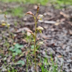 Acianthus fornicatus at Callala Beach, NSW - suppressed