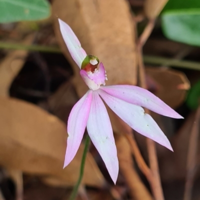 Caladenia picta (Painted Fingers) at Callala Beach, NSW - 11 Jun 2020 by AaronClausen