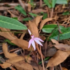 Caladenia picta at Callala Beach, NSW - suppressed