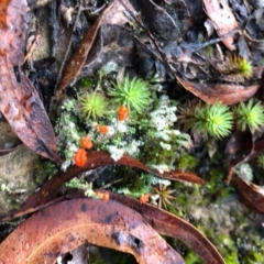 Cladonia floerkeana (A lichen) at Budderoo National Park - 6 Jun 2020 by WattaWanderer