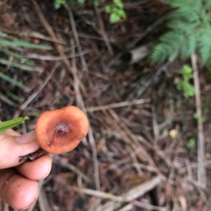 Lactarius eucalypti at Wattamolla, NSW - 8 Jun 2020 06:17 AM