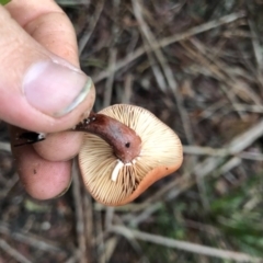 Lactarius eucalypti at Wattamolla, NSW - 8 Jun 2020 06:17 AM