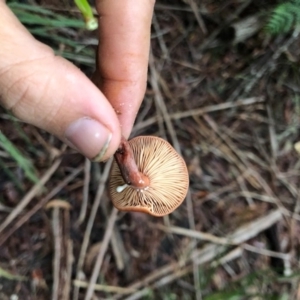 Lactarius eucalypti at Wattamolla, NSW - 8 Jun 2020 06:17 AM