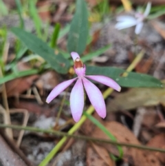 Caladenia picta (Painted Fingers) at Callala Creek Bushcare - 11 Jun 2020 by AaronClausen