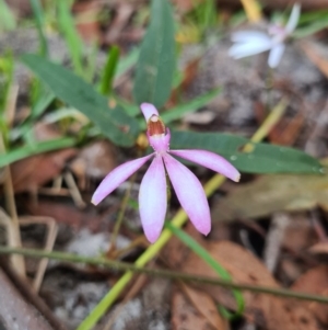 Caladenia picta at Callala Beach, NSW - suppressed