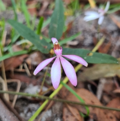 Caladenia picta (Painted Fingers) at Callala Beach, NSW - 11 Jun 2020 by AaronClausen