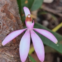 Caladenia picta at Callala Beach, NSW - 11 Jun 2020