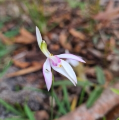 Caladenia picta (Painted fingers) at Callala Beach, NSW - 11 Jun 2020 by AaronClausen