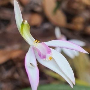 Caladenia picta at Callala Beach, NSW - suppressed