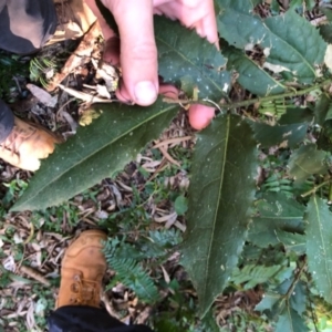 Wilkiea hugeliana at Wattamolla, NSW - 6 Jun 2020