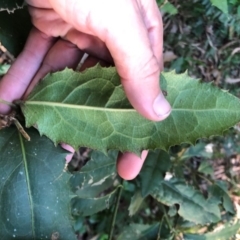 Wilkiea hugeliana at Wattamolla, NSW - 6 Jun 2020