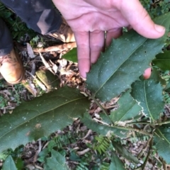 Wilkiea hugeliana at Wattamolla, NSW - 6 Jun 2020