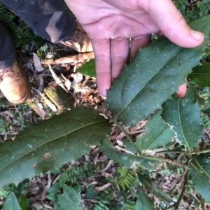 Wilkiea hugeliana at Wattamolla, NSW - 6 Jun 2020