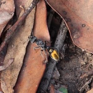 Myrmecia piliventris at Bournda, NSW - 8 Mar 2020