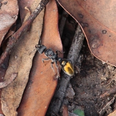 Myrmecia piliventris (Golden tail bull ant) at Bournda Nature Reserve - 7 Mar 2020 by RossMannell