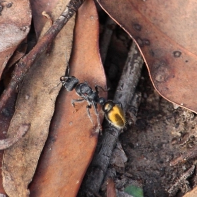 Myrmecia piliventris (Golden tail bull ant) at Bournda, NSW - 8 Mar 2020 by RossMannell