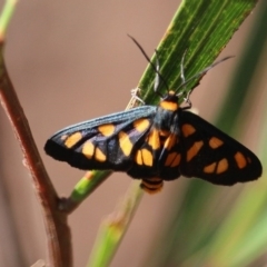 Amata nigriceps (A Handmaiden moth) at Bournda, NSW - 8 Mar 2020 by RossMannell