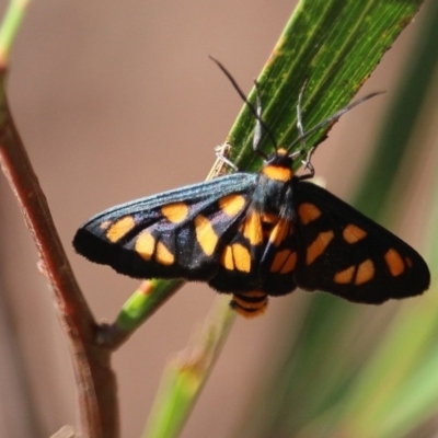 Amata nigriceps (A Handmaiden moth) at Bournda, NSW - 7 Mar 2020 by RossMannell