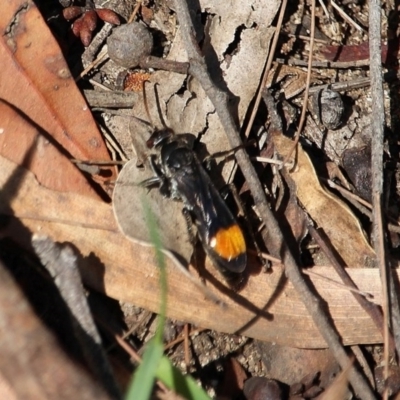 Pompilidae (family) (Unidentified Spider wasp) at Bournda, NSW - 8 Mar 2020 by RossMannell