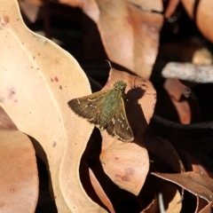 Dispar compacta (Barred Skipper) at Bournda, NSW - 8 Mar 2020 by RossMannell