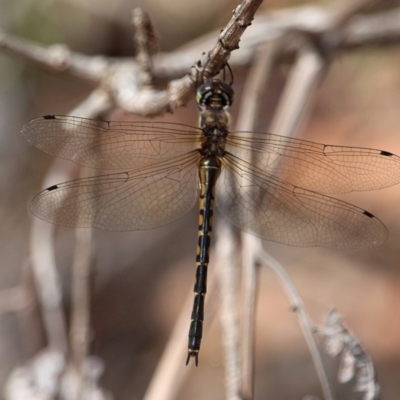 Hemicordulia australiae (Australian Emerald) at Bournda, NSW - 8 Mar 2020 by RossMannell