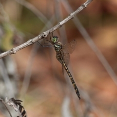 Hemicordulia australiae at Bournda, NSW - 8 Mar 2020 11:13 AM