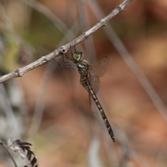 Hemicordulia australiae at Bournda, NSW - 8 Mar 2020