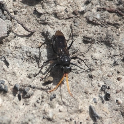 Pompilidae (family) (Unidentified Spider wasp) at Bournda Nature Reserve - 8 Mar 2020 by RossMannell