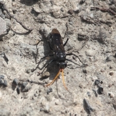 Pompilidae (family) (Unidentified Spider wasp) at Bournda, NSW - 8 Mar 2020 by RossMannell