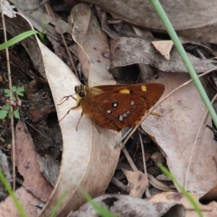 Trapezites symmomus (Splendid Ochre) at Bournda, NSW - 8 Mar 2020 by RossMannell