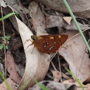 Trapezites symmomus at Bournda, NSW - 8 Mar 2020