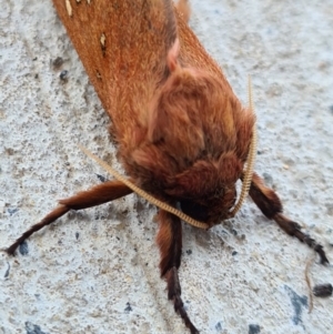 Oxycanus silvanus at Callala Beach, NSW - 12 Jun 2020 12:50 AM