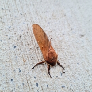 Oxycanus silvanus at Callala Beach, NSW - 12 Jun 2020 12:50 AM