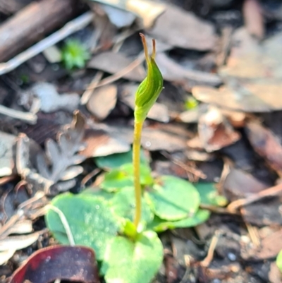 Pterostylis sp. (A Greenhood) at Comberton, NSW - 11 Jun 2020 by AaronClausen