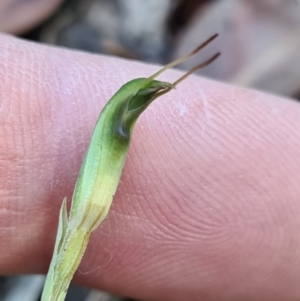 Pterostylis sp. at Comberton, NSW - suppressed