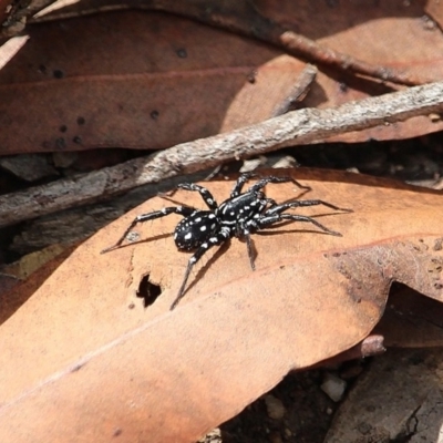 Nyssus albopunctatus (White-spotted swift spider) at Bournda, NSW - 8 Mar 2020 by RossMannell