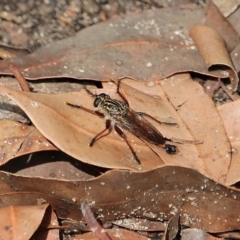 Asilidae (family) (Unidentified Robber fly) at Bournda Nature Reserve - 8 Mar 2020 by RossMannell
