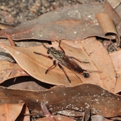 Asilidae (family) at Bournda, NSW - 8 Mar 2020 12:26 PM