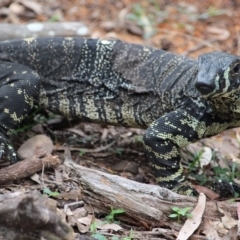 Varanus varius (Lace Monitor) at Bournda, NSW - 8 Mar 2020 by RossMannell