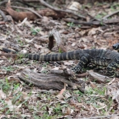 Varanus varius at Bournda, NSW - 8 Mar 2020