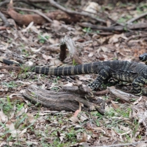 Varanus varius at Bournda, NSW - suppressed