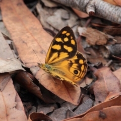 Heteronympha paradelpha (Spotted Brown) at Bournda, NSW - 8 Mar 2020 by RossMannell