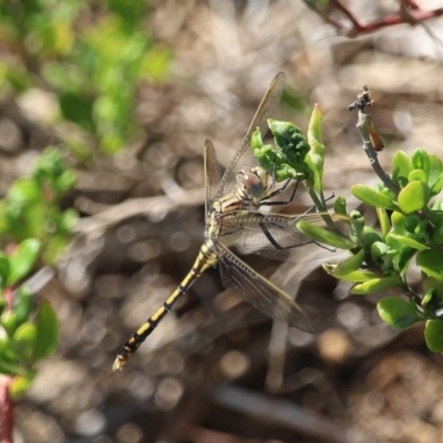 Orthetrum caledonicum (Blue Skimmer) at Bournda National Park - 9 Mar 2020 by RossMannell