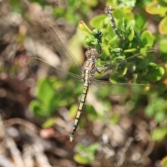 Orthetrum caledonicum at Bournda, NSW - 9 Mar 2020 03:11 PM