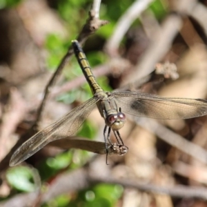 Orthetrum caledonicum at Bournda, NSW - 9 Mar 2020 03:11 PM