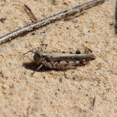 Pycnostictus seriatus (Common Bandwing) at Bournda, NSW - 9 Mar 2020 by RossMannell