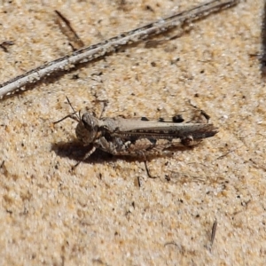 Pycnostictus seriatus at Bournda, NSW - 9 Mar 2020 03:08 PM