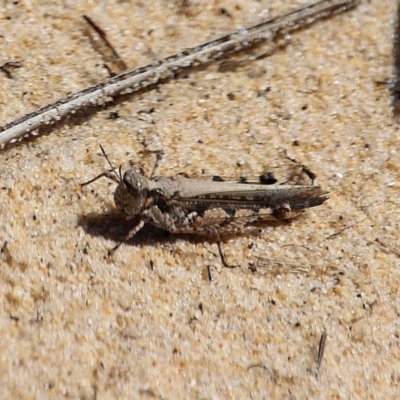 Pycnostictus seriatus (Common Bandwing) at Bournda National Park - 9 Mar 2020 by RossMannell