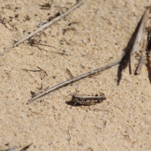 Pycnostictus seriatus at Bournda, NSW - 9 Mar 2020